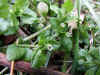 20060219nabari0016web.jpg (35721 バイト)