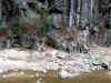 20060219shorenji0003web.jpg (54603 バイト)