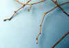 20060219shorenji0004web.jpg (24291 バイト)