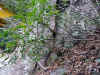 20060219shorenji0005web.jpg (77405 バイト)