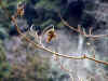 20060219shorenji0008web.jpg (22499 バイト)