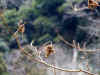 20060219shorenji0009web.jpg (22287 バイト)
