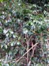 20060219uda0007web.jpg (70524 バイト)