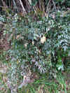 20060219uda0009web.jpg (77575 バイト)