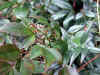 20060219uda0010web.jpg (33221 バイト)