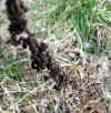 20060219uda0017web.jpg (33100 バイト)