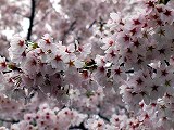 ソメイヨシノ