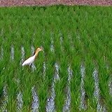 アマサギ
