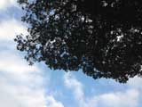 常緑樹と空